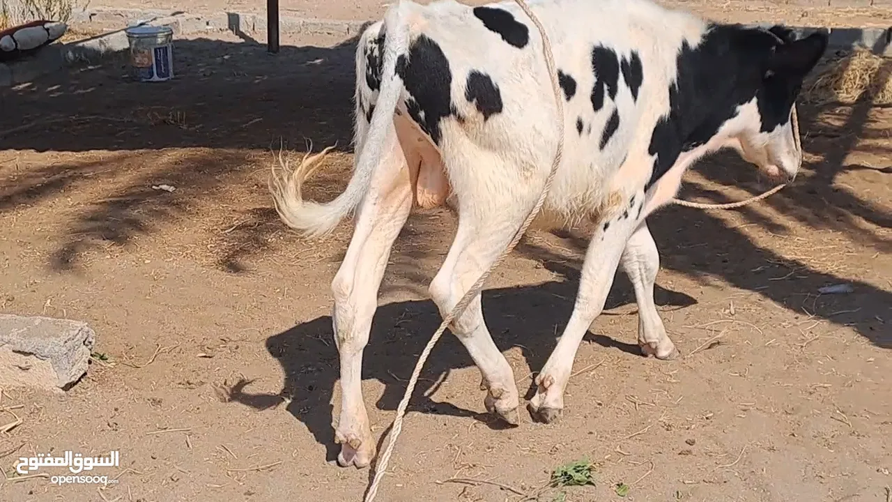 عجل نمساوي على هولندي ماشاءالله تبارك الرحمن الحلال وحلال بنجابي وكاموري للبيع