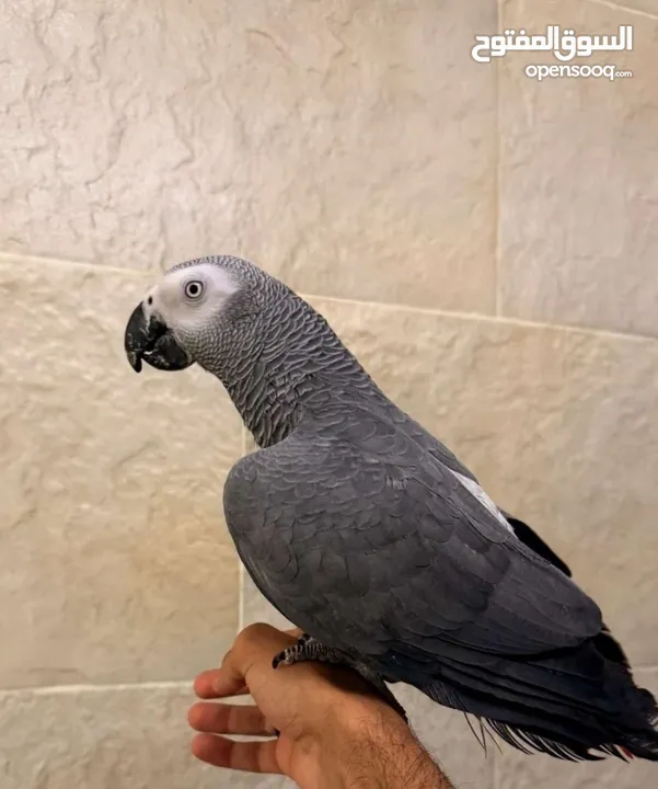 مطلوب كاسكو لشراء