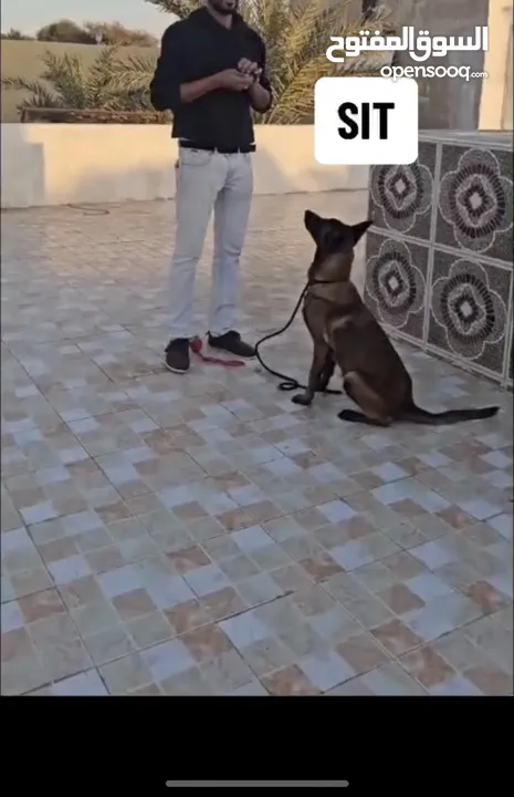 تدريب كلاب Dogs Training