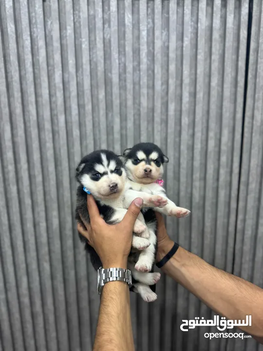 جراء هاسكي مالموت
