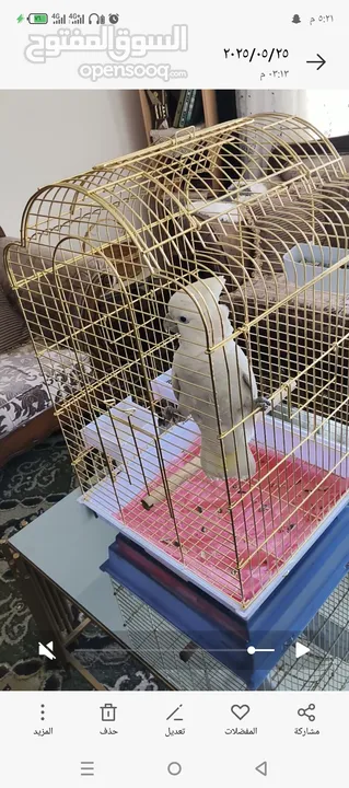 ببغاء كوكاتو جوفن اليف جدا جدا عجينه حجم سوبر جامبو ثوب كامل جناح كامل ولا ريشه ناقصه لعوب 24