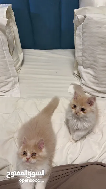 Pure Persian kittens .