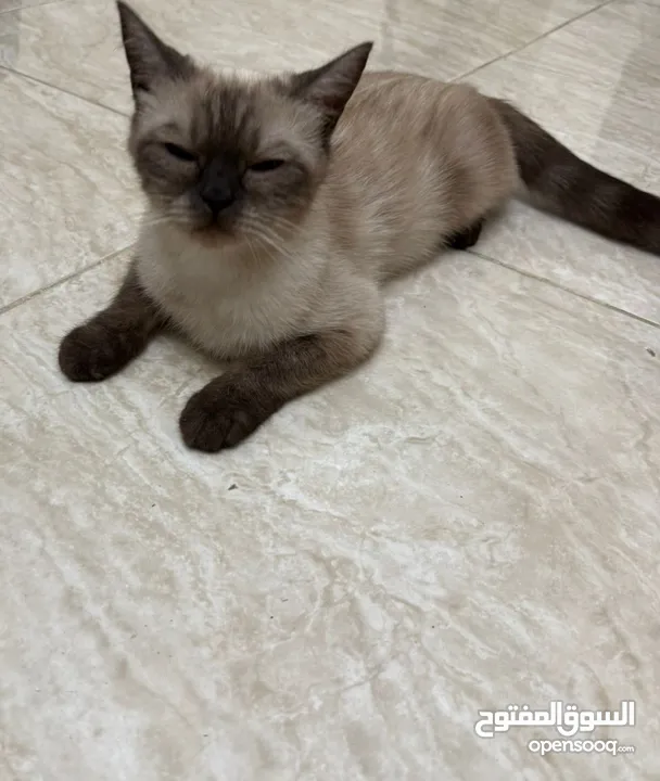 قطة سيامي بيور