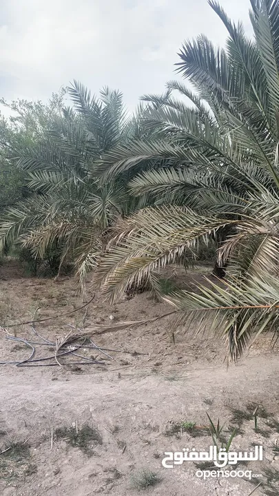 بستان دونم للبيع طابو عراقي تحويل