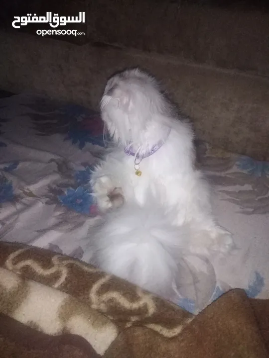 قطة انثى هاديه