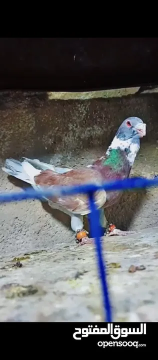 حمام للبيع فحول زق وجوز بواز