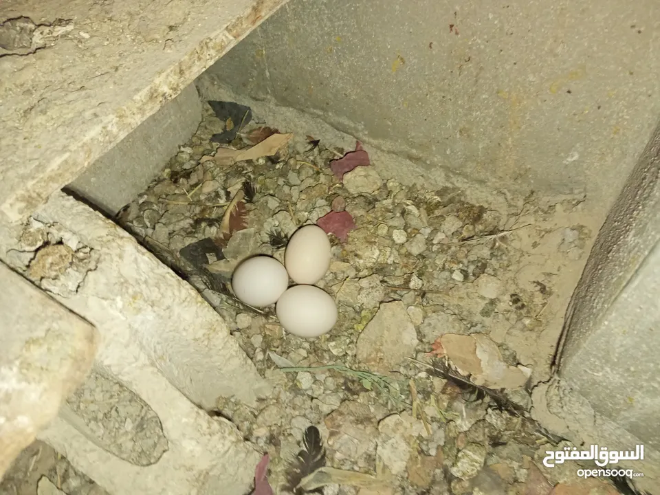 السلام عليكم،دجاج بلدي بياض للبيع،عمر سنه سعر الحبه 8 دنانير، صحه ونظافه،الموقع جرش دير الليات،