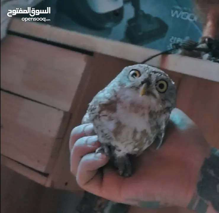 البوم موجود قزمي وعقابي وطويل اذن فراغ صحه 100% الرقم بالتفاصيل واتس اب