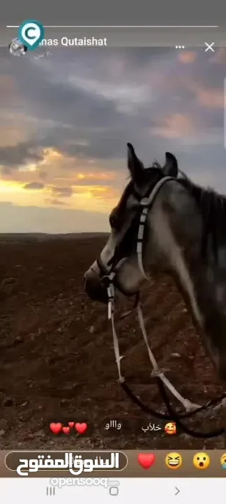حصان عربي واهو مسجل العمر 3 سنوات معسوف مركوب