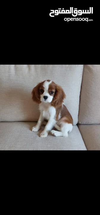 Cavalier King Charles Spaniel كلب كنق كافالير