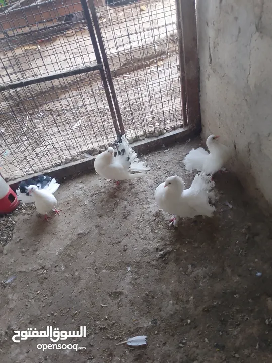 متاح جوز ماشاءالله موجودات طبربور