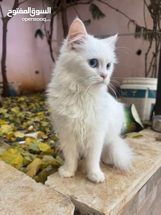 قطة للبيع رام الله
