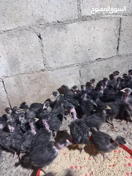 صيصان ابو رقيبه 150 عمر شهر  وخمسين صوص بلدي