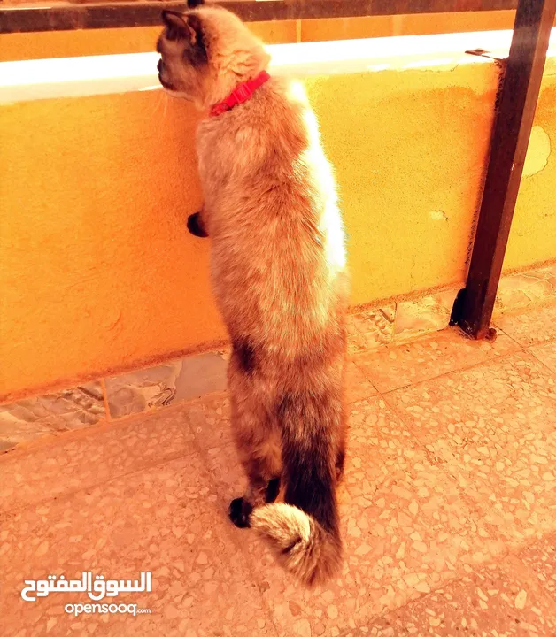 بسينة هملايا عمرا سنة