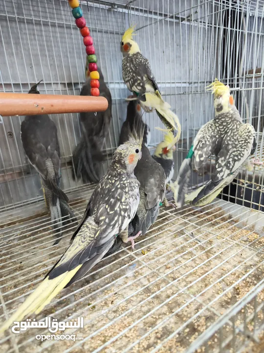طيور كوكتيل 8 حبات كلو اليف شوف الريلز