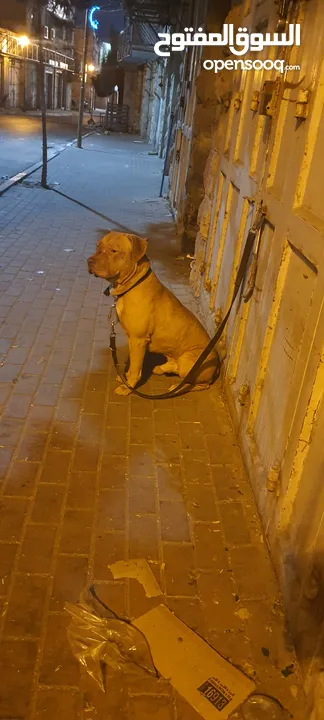 بيتبول حارس شخصي