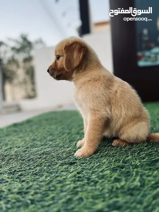 Golden Retriever Puppy