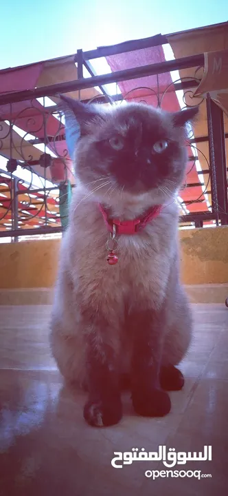 بسينة هملايا عمرا سنة