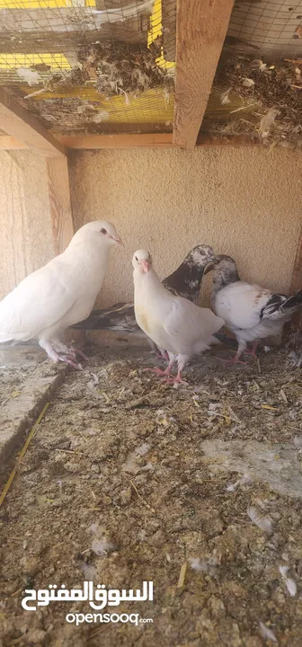 زوج حمام مالطي مع فراخه