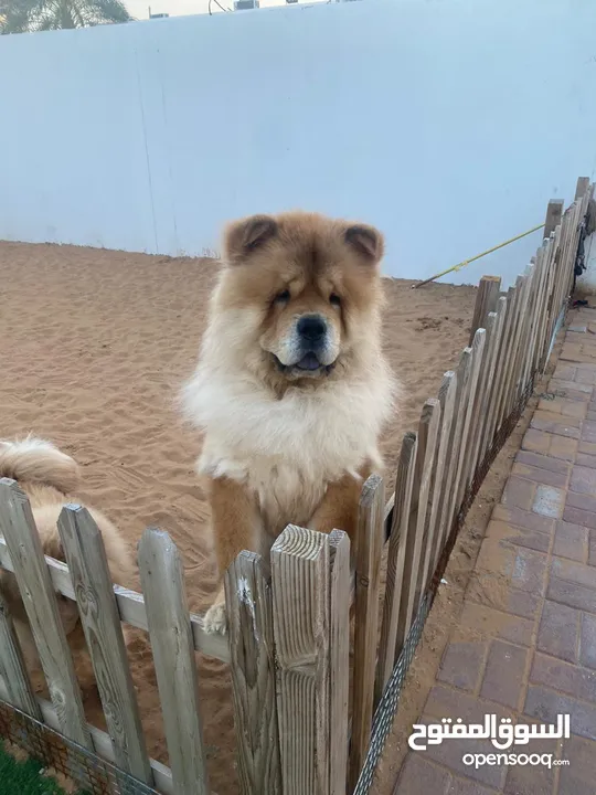 Chow chow male
