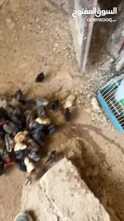 صيصان بلدي عمر اسبوعين 20 صوص