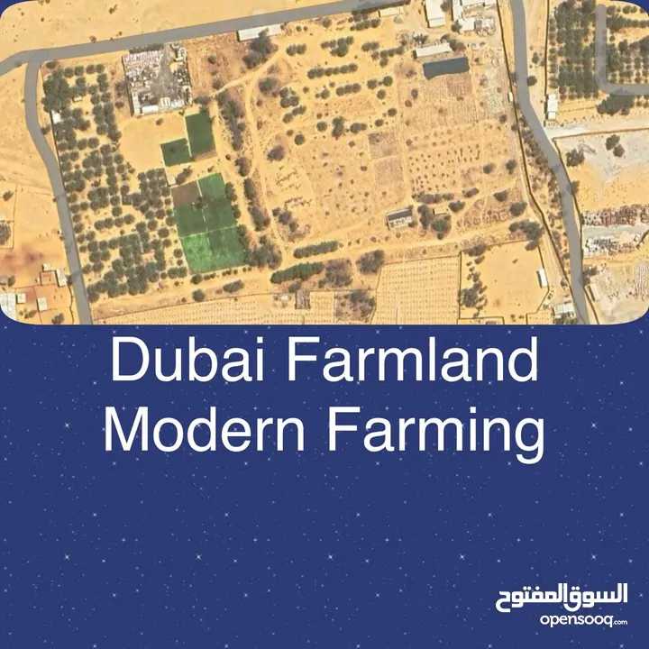 Dubai Agricultural Land for Lease – Perfect for Farming or Investment