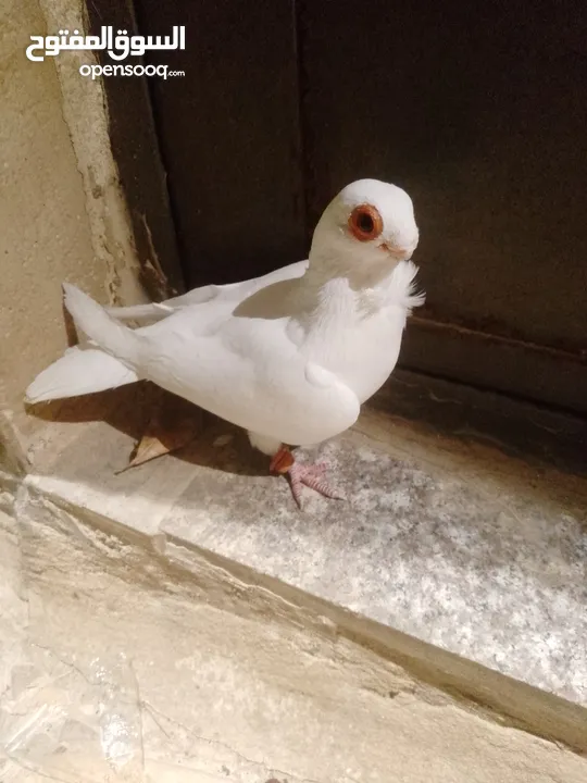 بولنديات نخب ولا غلطة