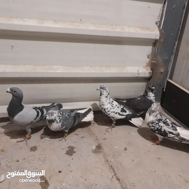 حمام للبيع جواج الجوز 10