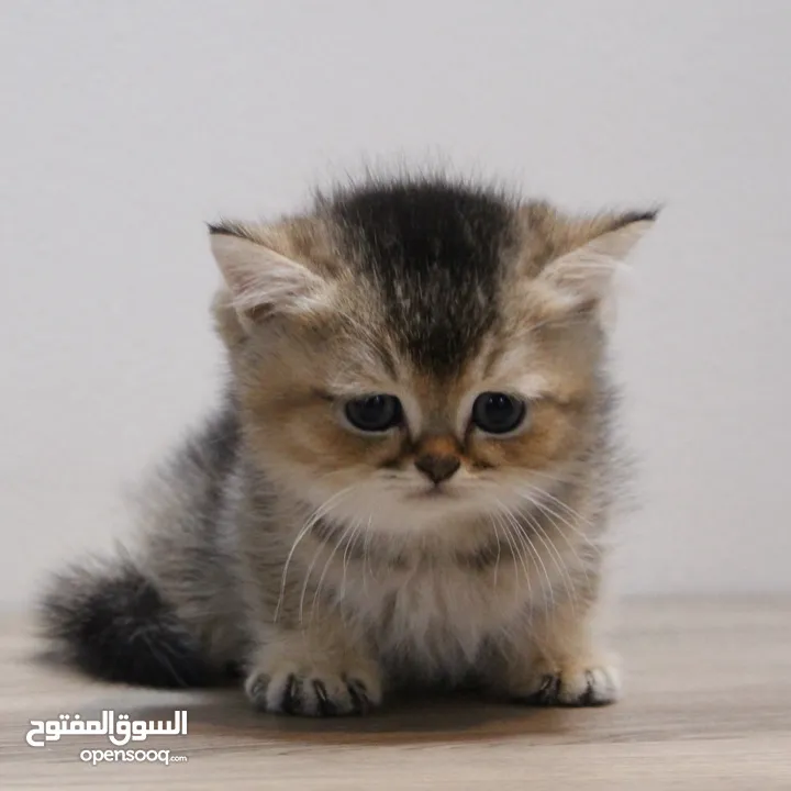 Kittens British Short Hair - كتنز برتش شورت هير