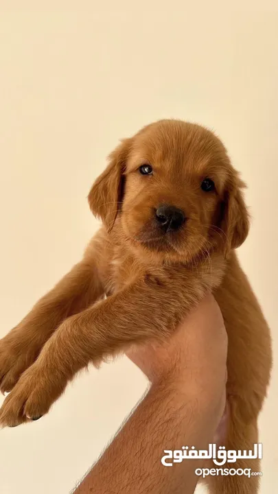 Pure Golden Retriever Puppies