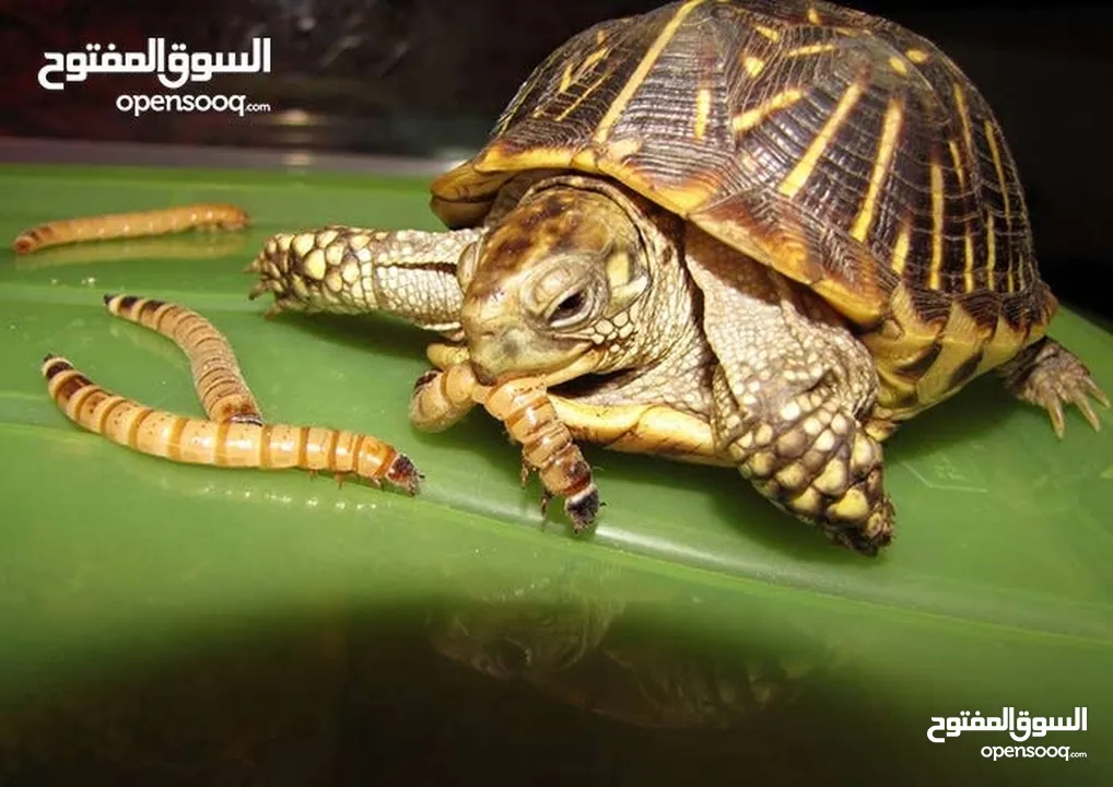 يرقات دود القبابي حي ميلوورم mealworm غذاء ممتاز بروتين حيواني لا يسبب التشحيم للطيور والاسمام