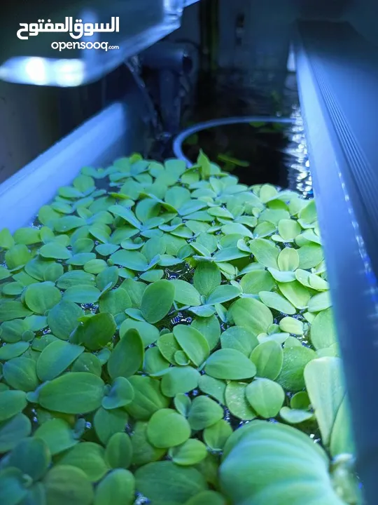 سمك ، نبات طافي طبيعي لأحواض السمك (مفيد للـ سمك) من نوع Dwarf water lettuce