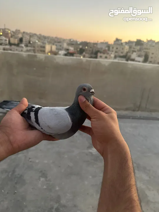 طيوور حمام للبيع بسعر مناسب تنظيف سطح