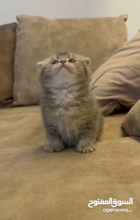 Scottish fold and British shorthair kittens