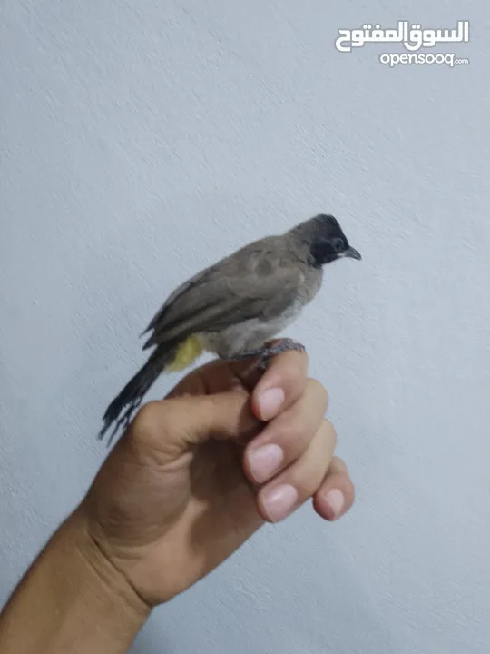 موجود جوز فراخ بلابل بلديه مثل العجينه نادي بيجيك طيران إلي بده فيديوه ببعثله