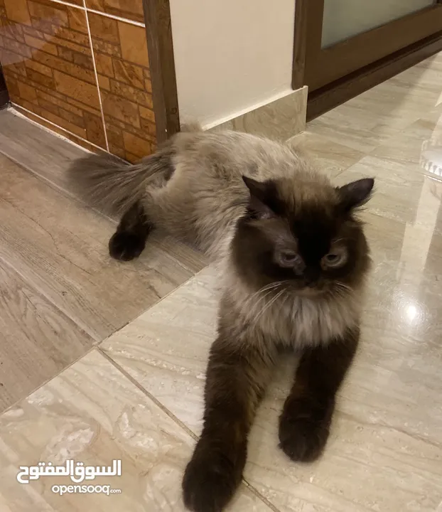 قط هملايا للبيع