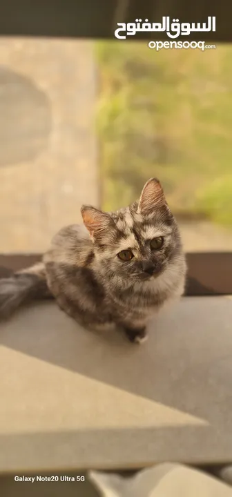 قطط كبيرة للتبني انواع مكس