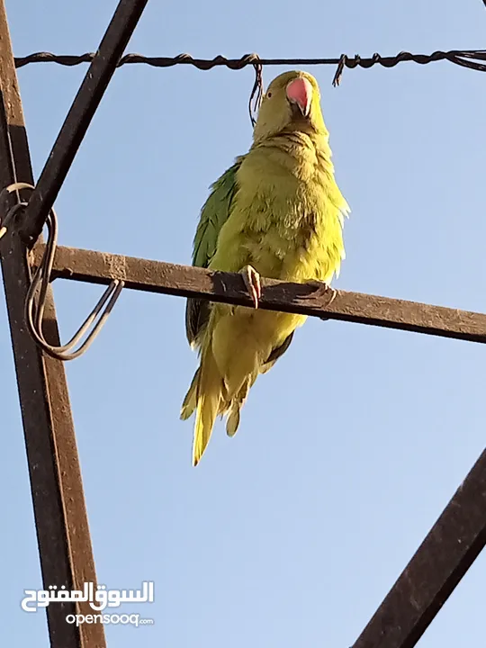 ببغاء الدرة الهندي