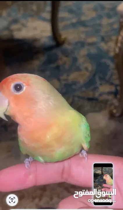 للبيع طير لاف بيرد أليف ومدرب