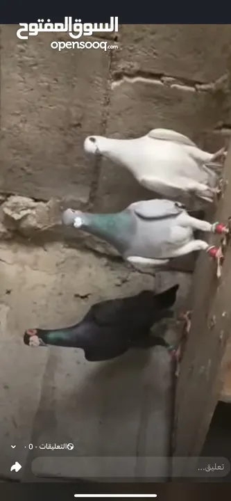 7 طيور كش سعر حوق