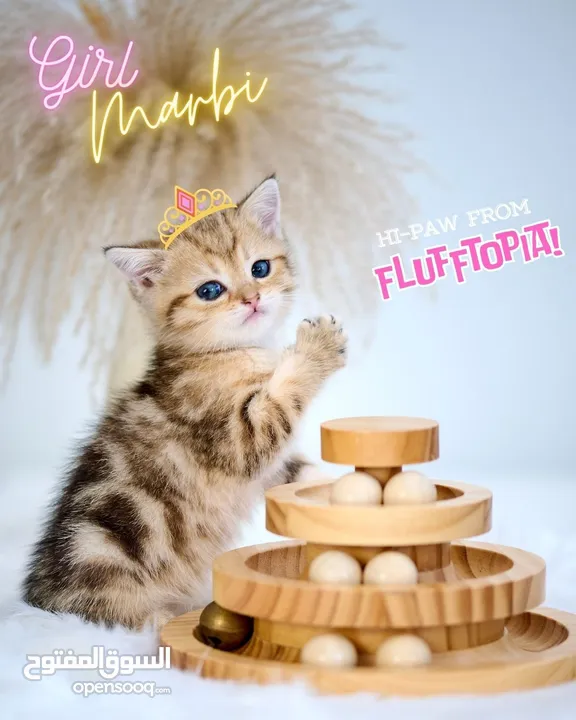 Scottish British shorthair longhair kittens British shorthair Scottish fold kittens Scottish