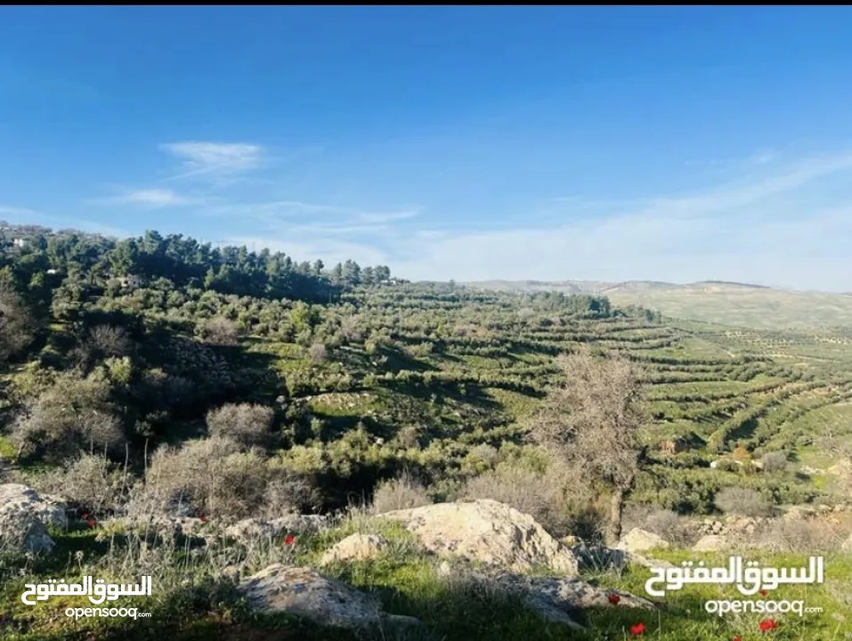 ارض زراعيه للبيع في اجمل مناطق العالوك