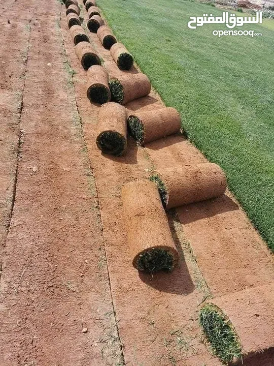 نجيل طبيعي ونجيل ديكوندرا