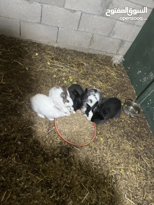 ارانب للبيع