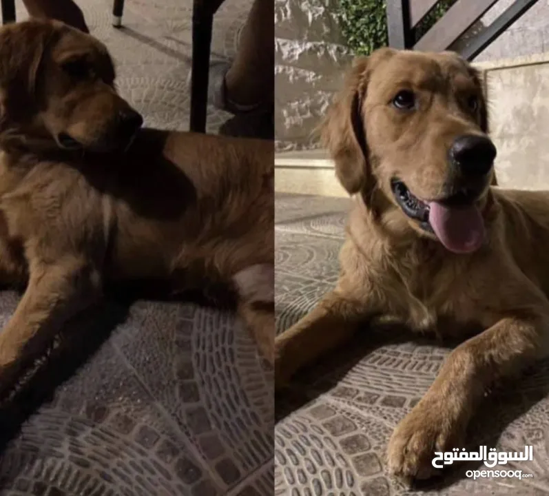 للبيع كلب جولدن ريتريفر Golden Retriever