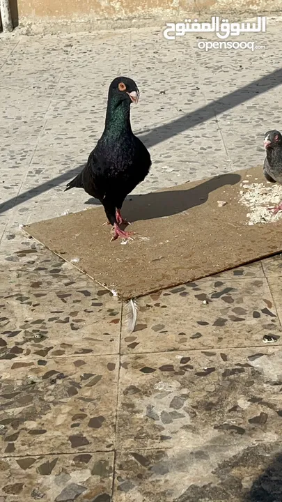 حمام للبيع في مادبا البيع كوم