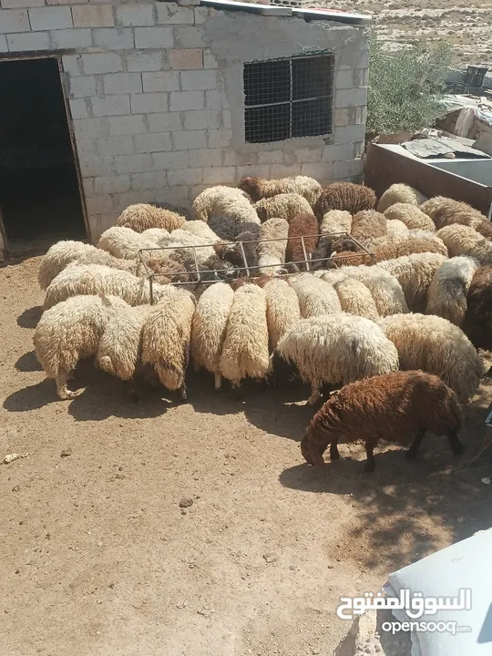 أضاحي الوزن الكيلو 5.50