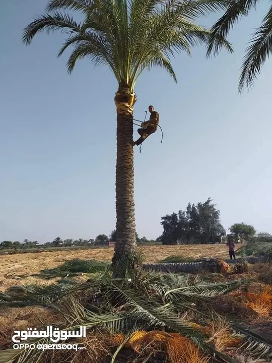 زراعه النخل والثيل الطبيعي والصناعي وتنسيق الحدائق والنباتات والرأي وجميع انواع الزراعيه