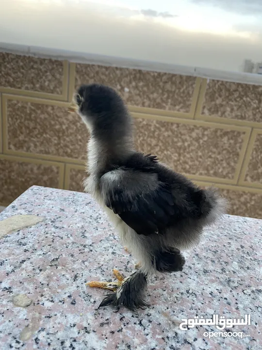 صيصان براهمي لبيع