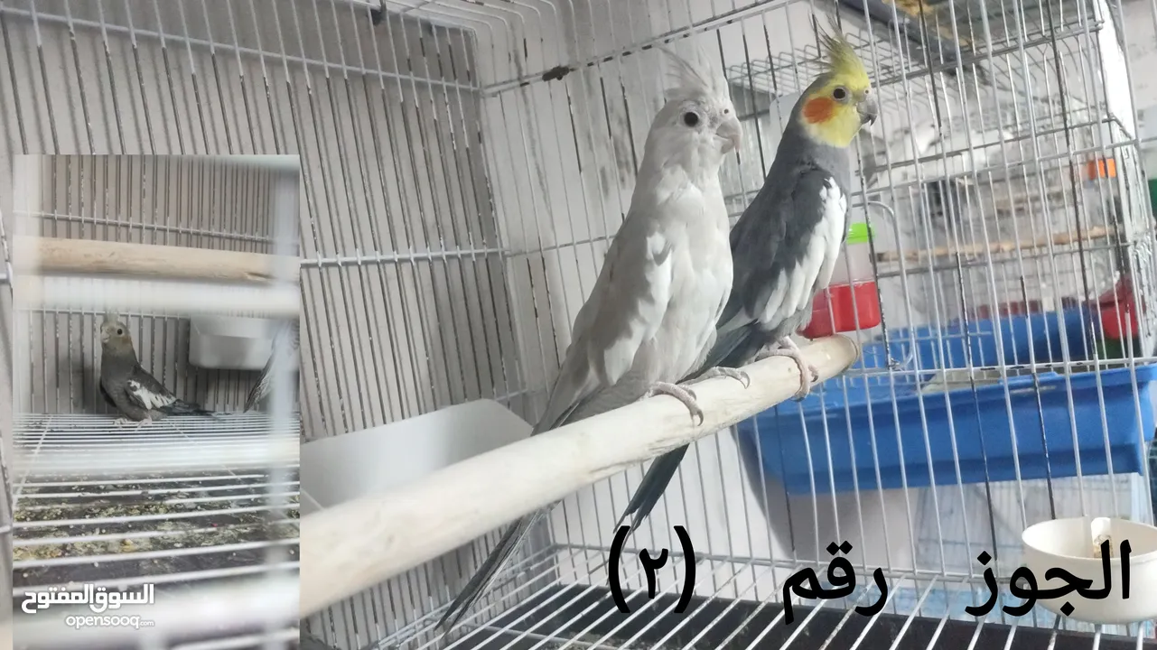 كوم كوكتيل و روز (ببغاوات)